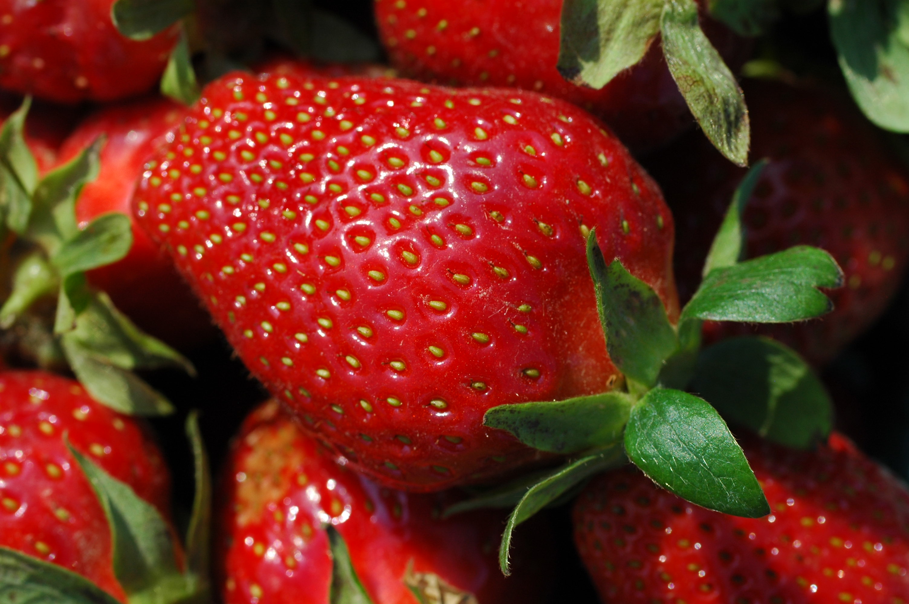 Breeding strawberries at Rutgers from start to finish