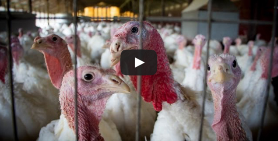 Video: Holiday Turkey Trivia & Tips