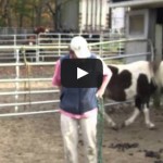 Video: Rutgers Veterinary Science Club