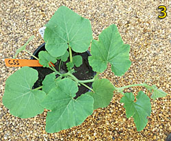 Photo: a pumpkin plant