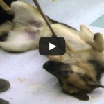 Video: Seeing Eye Puppy Club