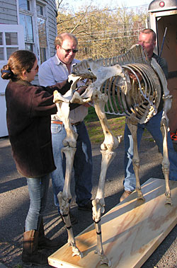 Photo: horse skeleton delivery