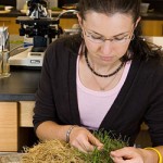 examining turf samples