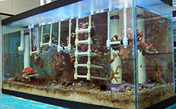 coral aquarium