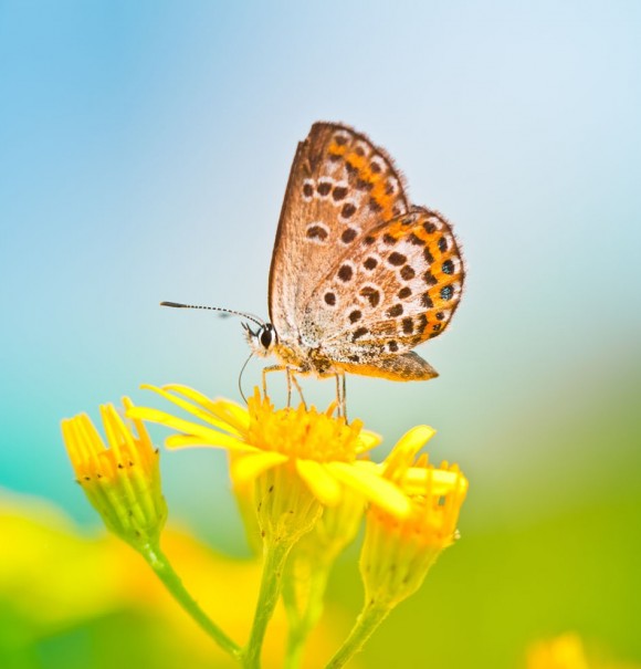 Middlesex County Master Gardeners Open Butterfly House To The Public Newsroom