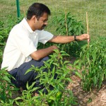 Photo: examining pepper plants