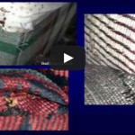 Video: Bed Bugs