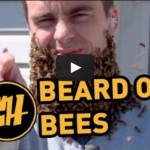 Video: 1 Million Facebook Likes = ONE GIANT BEE BEARD