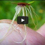 Video: The Little Green Plant That Could: Duckweed as a Renewable and Sustainable Biofuel Feedstock