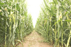 Corn Maze.