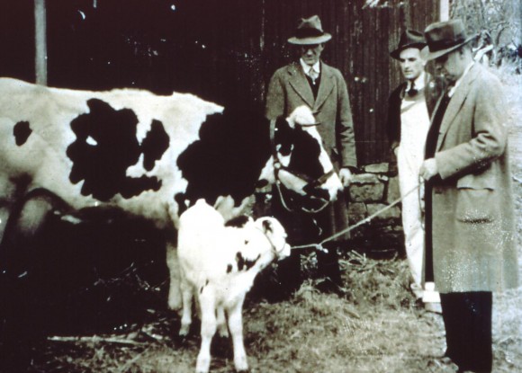 The first calf born via artificial insemination in the U.S. in February, 1939 was at the Schomp Farm in Stanton, NJ. At the time it was considered the most photographed and publicized bovine in history. Courtesy of Rutgers Department of Animal Sciences