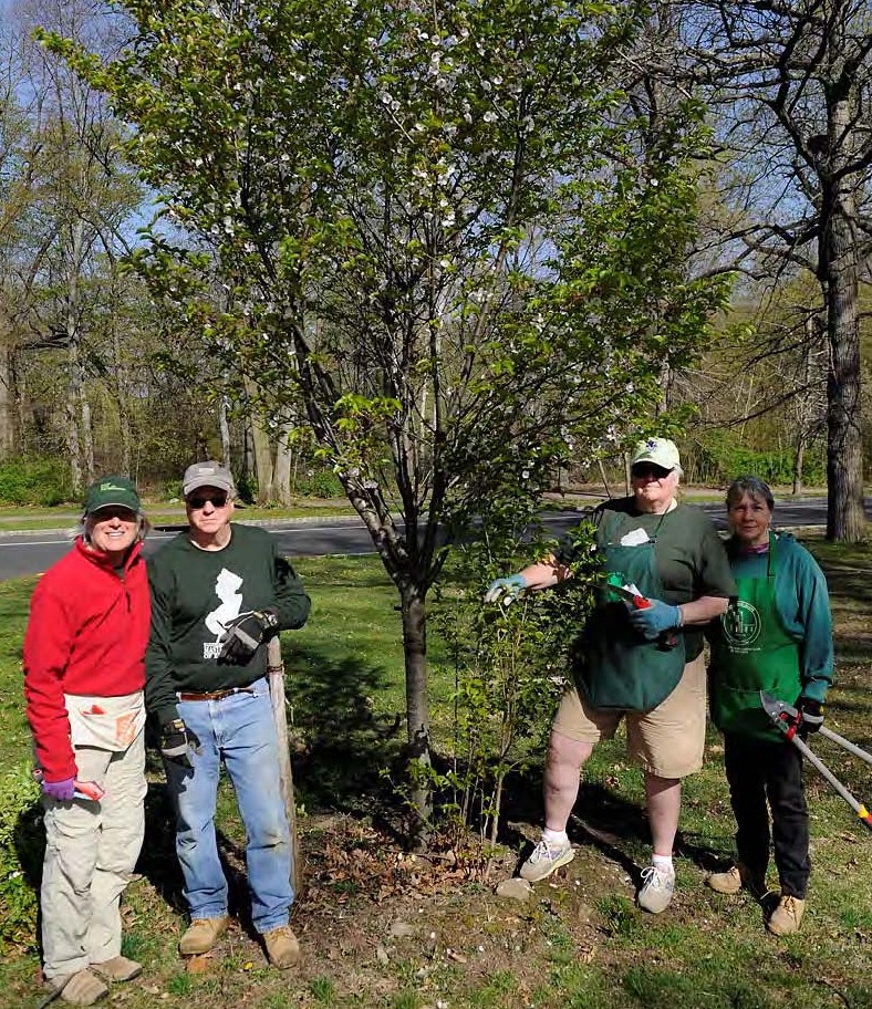 Rutgers Master Gardeners Care for Historic Cherry Trees in Branch Brook ...