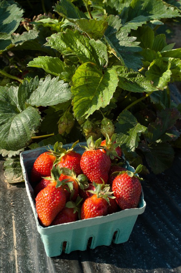 The Berry Best for New Jersey Newsroom