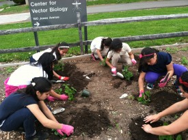 Troop members planting strawberries at the NBCFM plot