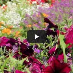 Video: Rutgers Gardens Offers Relaxing Getaway