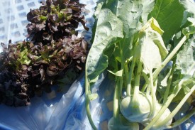 No two weeks are alike for shareholders as produce at the student farm changes with the season. Leaf lettuce and kohlrabi were amongst the early season pickings.