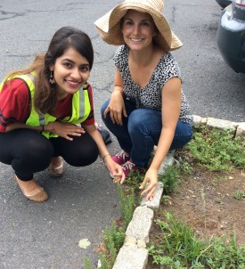 Rutgers undergraduate Alisa Sharma and doctoral student Lauren Frazee examine weeds in a parking lot on the George H. Cook Campus.  