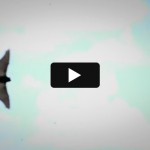 Video: Fight for Flight: The Battle Against White Nose Syndrome
