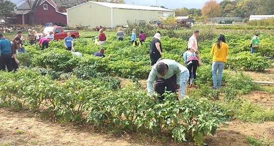 Hot Peppers gleaning - 2014