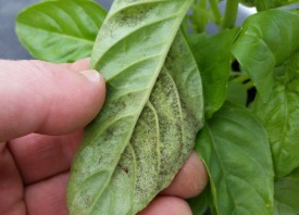 Downy mildew sporulation on the underside of basil leaf.