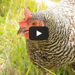 Video: Backyard Chicken Farming Growing in New Jersey