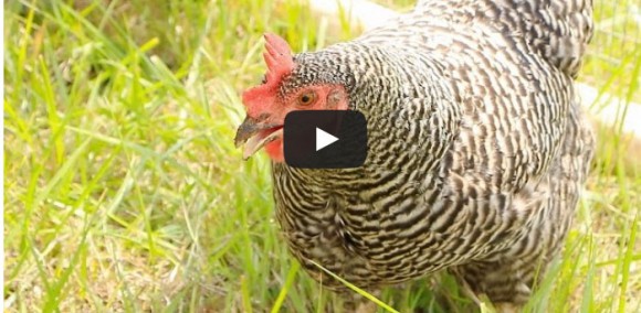 Video: Backyard Chicken Farming Growing in New Jersey