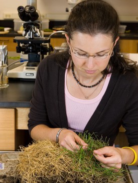 A partially killed turf sample is check by Plant Diagnostic Lab diagnostician Sabrina Tirpak for physiological disorder or chemical injury.