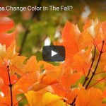 Video: Why Do Leaves Change Color in the Fall?