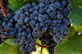 Cabernet franc grapes maturing at Bellview Vineyard, Atlantic County.