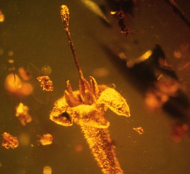 'Strychnos electri' trapped in amber. Courtesy George Poinar/Oregon State University.