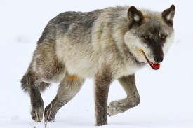This wolf, known as 755 and the object of study in Yellowstone National Park, was shattered when humans killed his brother and mate. His new mate was then killed by his jealous daughters, who attracted hostile males that he couldn’t handle. Once a proud alpha male, he was desolate. Photo credit: Alan Oliver 
