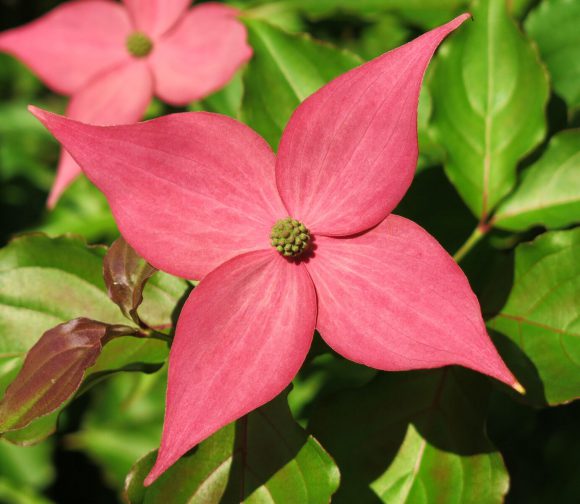 Rutgers 250 variety, ‘Rutpink’ Scarlet Fire™ dogwood tree blossom. Photo by: Dr. Tom Molnar, Rutgers NJAES.