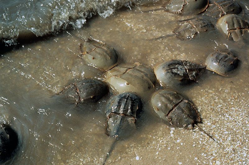 Competition Between Oyster Aquaculture and Horseshoe Crabs Could Be Affecting Red Knot Foraging