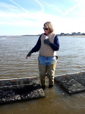 Farm raised oysters ready for harvest at a Cape May County oyster farm.