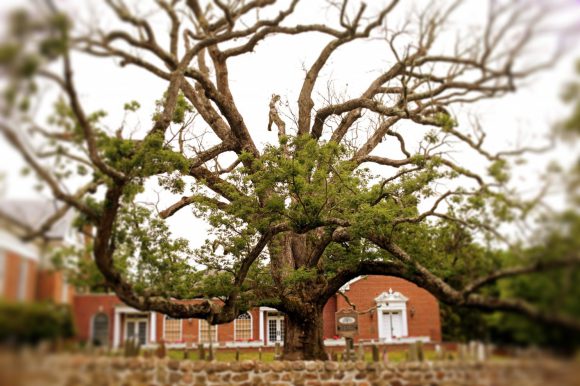 The Holy Oak, the oldest white oak tree in the country. Photo credit: Yana Paskova.