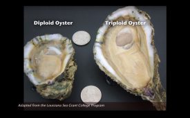 Video: Ximing Guo - Genetic Advancement of Aquaculture. By producing a tetraploid oyster, the Rutgers NJAES oyster breeding program can cross with a diploid oyster to create only triploid oysters. This accomplishment contributes to the success of oyster hatcheries worldwide. (Click on the picture to watch the video.)