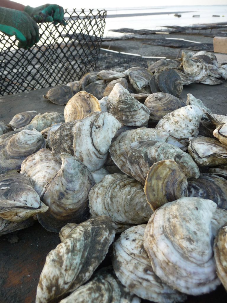 Rutgers 250 NJAES AllStar Variety of the Month ‘Triploid’ Oyster Newsroom