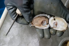 Fresh, tender Delaware Bay oysters from South Jersey being shucked.