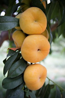 TangOs peach 