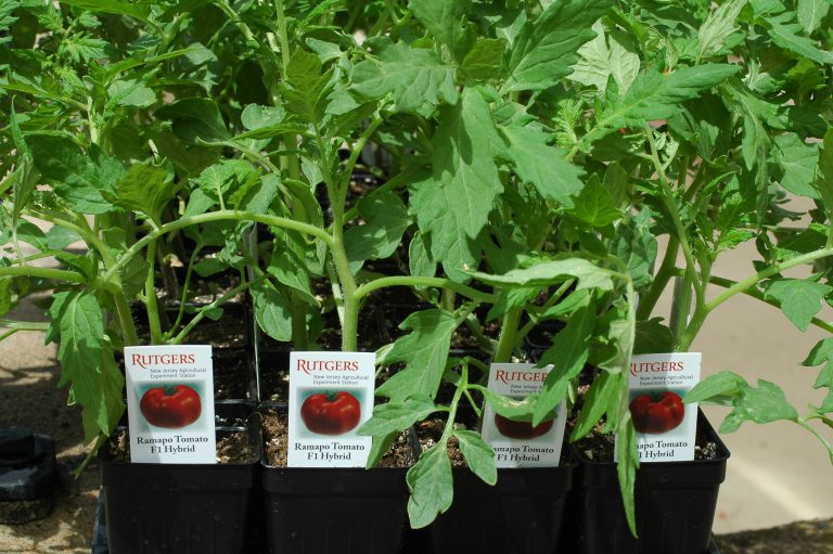 What’s in Season from the Garden State Jersey Tomato Throwback Ramapo Tomato 50 Years as a