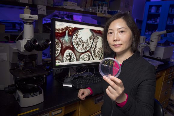 Fungal reproductive structures are shown on screen, while professor Zhang holds petri dish of switchgalss seedlings inoculated with fungi from the Pine Barrens.