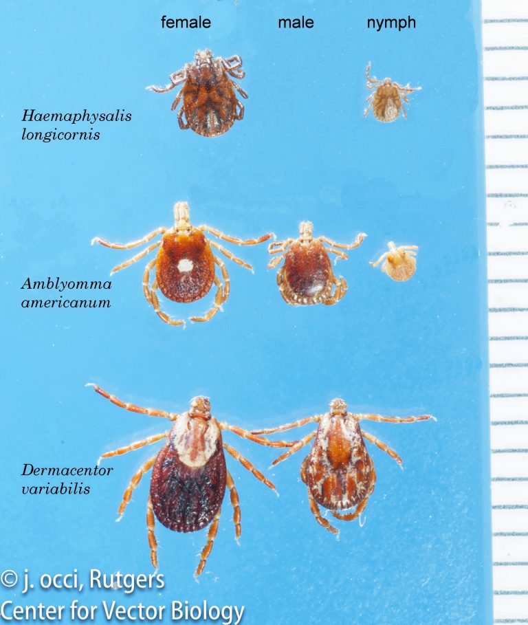 Rutgers Led “tick Blitz” Finds Exotic Longhorned Ticks And Aggressive Lone Star Ticks In New 5406