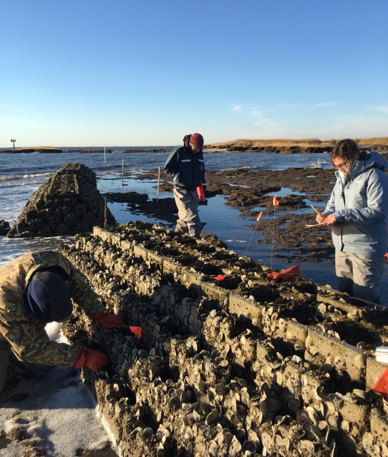 Recycled Oyster Shells and ‘Oyster Castles’ Create Living Shoreline ...