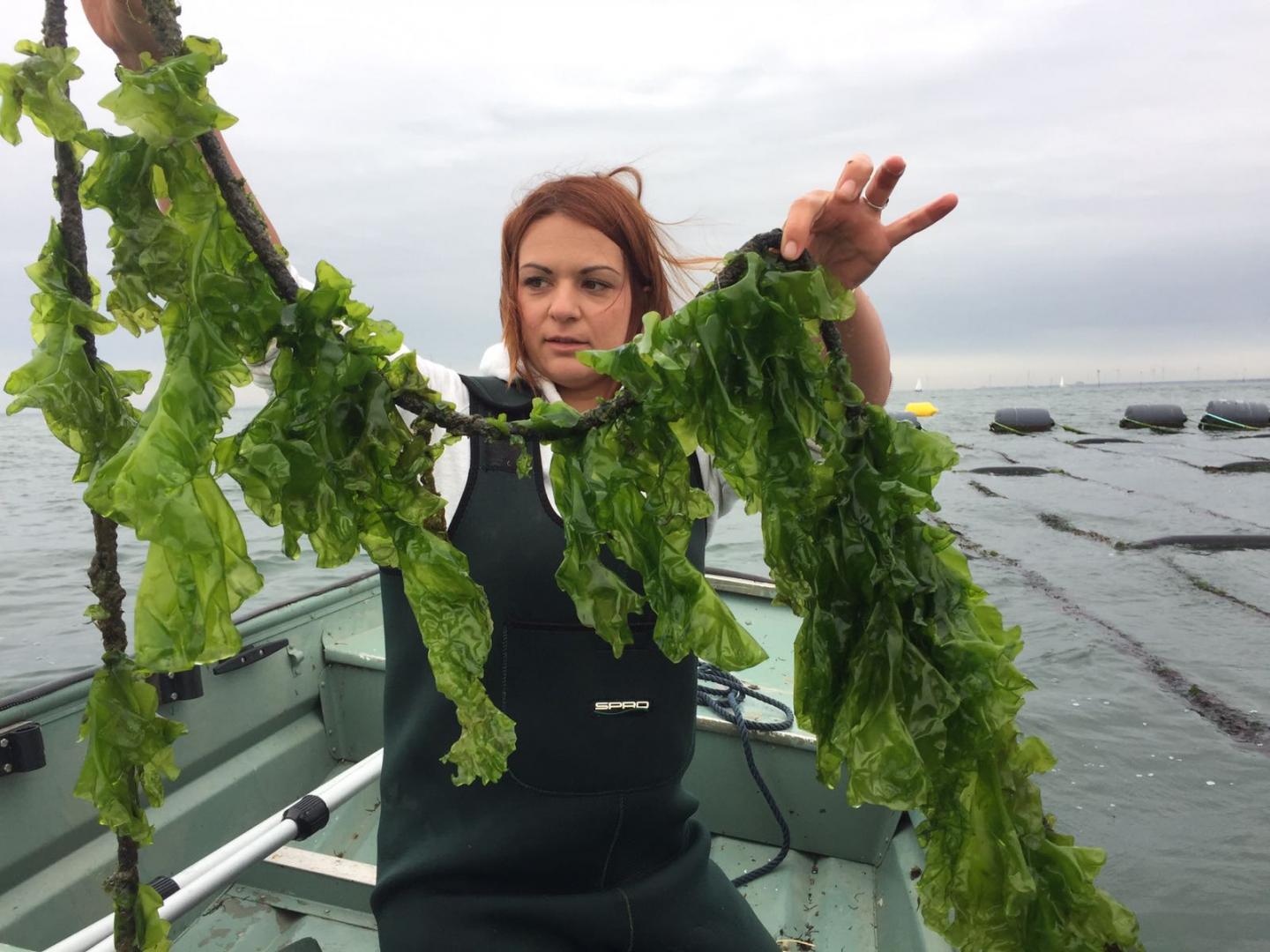 Science on Your Side A sea lettuce solution Newsroom