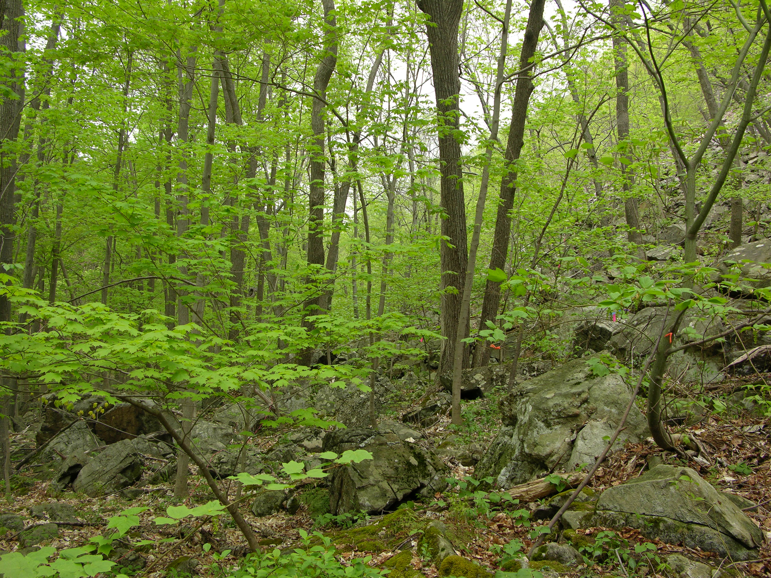 Striped Maple Trees Often Change Sexes, With Females More Likely to Die