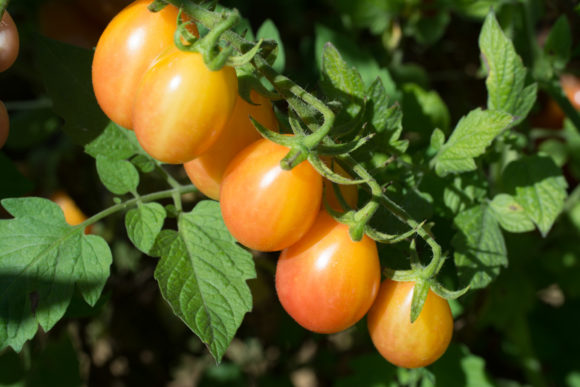 Tomatoes on a vine.