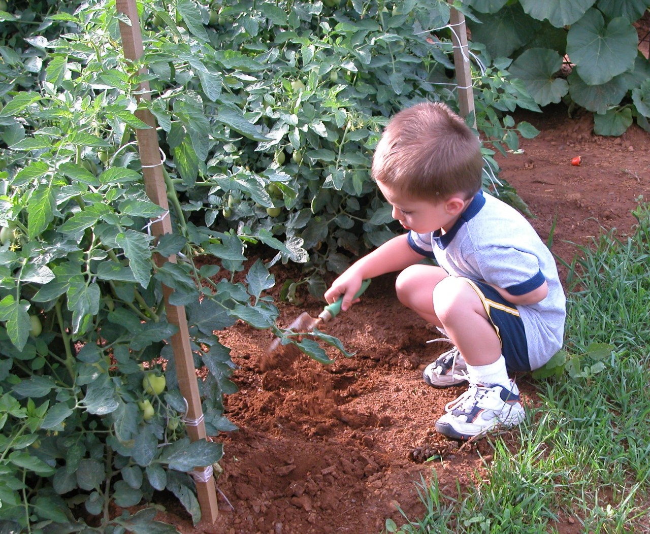 The Importance of Gardening During the COVID19 Pandemic Newsroom