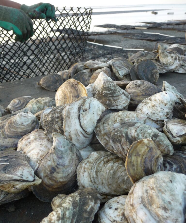 Rutgers Leads New Partnership that Supports Oyster Farmers and Promotes