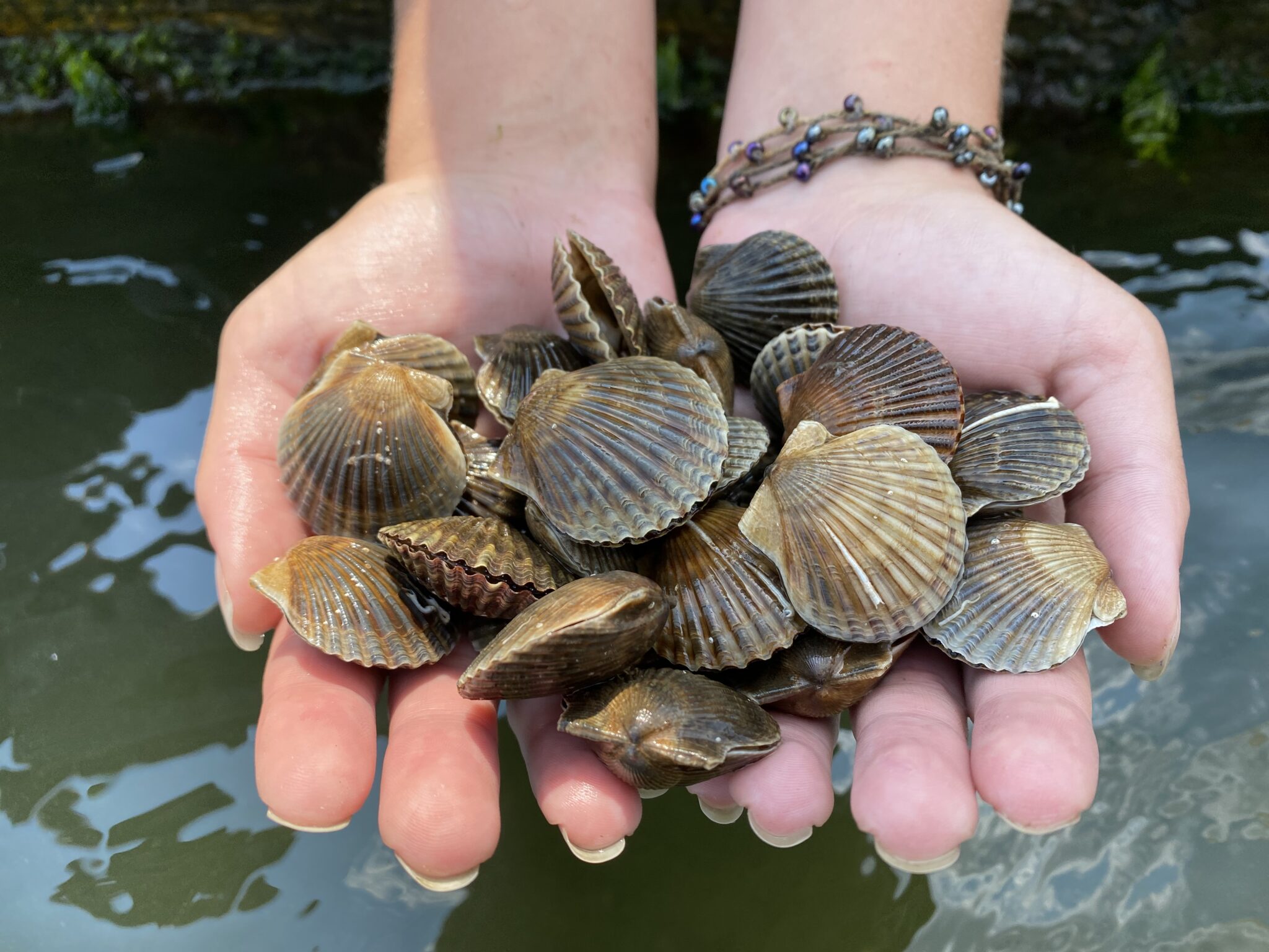 Rutgersled Research Further Enhances Shellfish Aquaculture in New