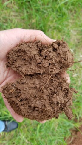 A person's hand holding rich, loose soil.